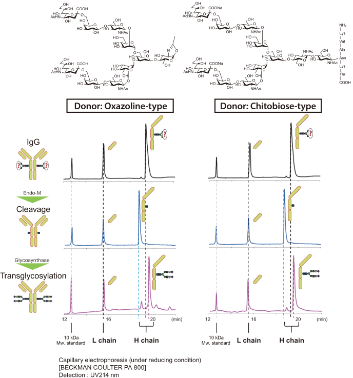 Verification of oligosaccharide replacement