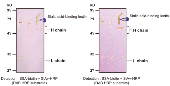 Detecting incorporation of sialylated oligosaccharides