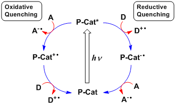 Photoredox catalysis by oxidative and reductive pathways