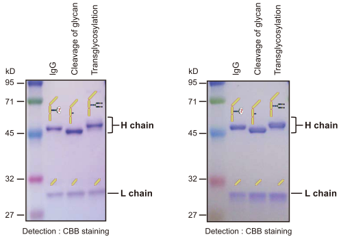 Verification of a molecular size of the heavy chain by SDS-PAGE