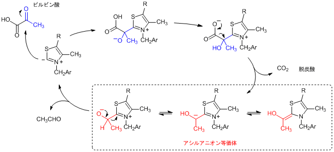 チアミンによるピルビン酸の脱炭酸機構