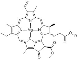 Chlorophyll a