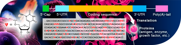 Pseudouridines: Key Component of mRNA Medicine