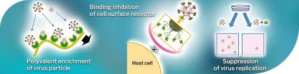 Antiviral Lectin against SARS-CoV-2 GRFT (Griffithsin)