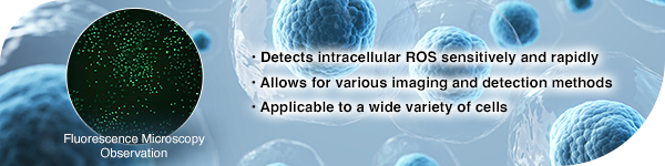 Intracellular Reactive Oxygen Species (ROS) Detection Assay Kit