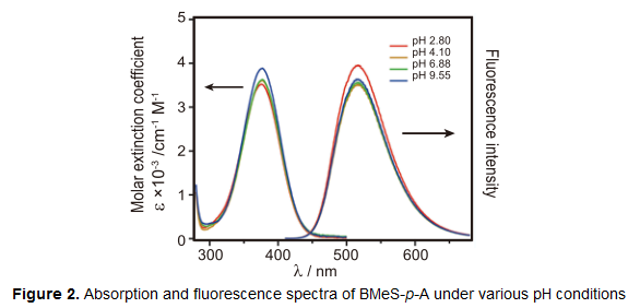 Absorption and fluorescence spectra of BMeS-p-A under various pH conditions