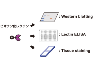 糖タンパク質・糖脂質の検出