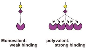 Multivalent effect by lectin