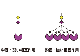 レクチンの特徴的な多価効果