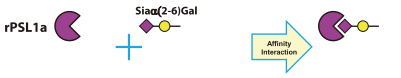 Carbohydrate-binding Specificity of R0225