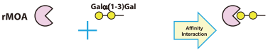 Carbohydrate-binding Specificity of R0227