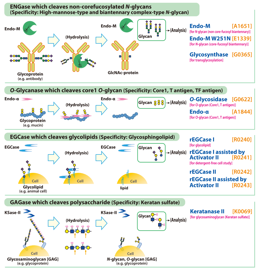 Glycohydrolytic Enzymes