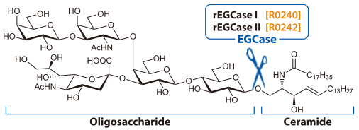 Activity of EGCase (Example: Ganglioside GM1)