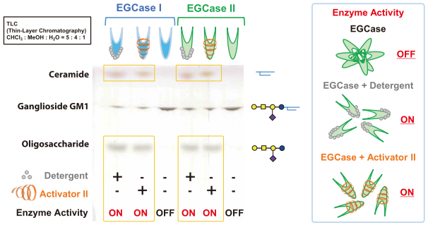 Hydrolysis Reaction of Ganglioside GM1 using EGCase