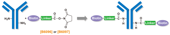 B6096とB6097を用いた抗体のビオチン標識