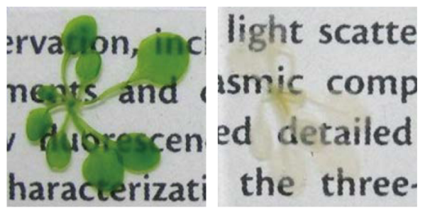 Arabidopsis thaliana before and after transparency treatment with iTOMEI