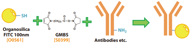 Antibody-Labeling using Fluorescent Organosilica Particle