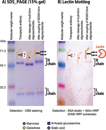 Detection of sialylated oligosaccharide