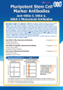 Pluripotent Stem Cell Marker Antibodies Anti-SSEA-3, SSEA-4, SSEA-1 Monoclonal Antibodies
