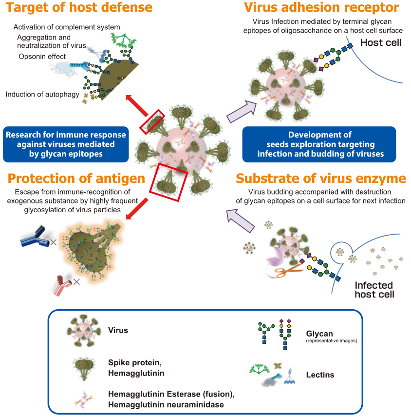 Virus-oligosaccharide relationship