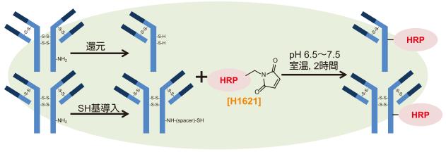 H1621を用いた抗体のHRP標識