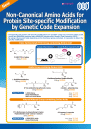 Non-Canonical Amino Acids for Protein Site-specific Modification by Genetic Code Expansion