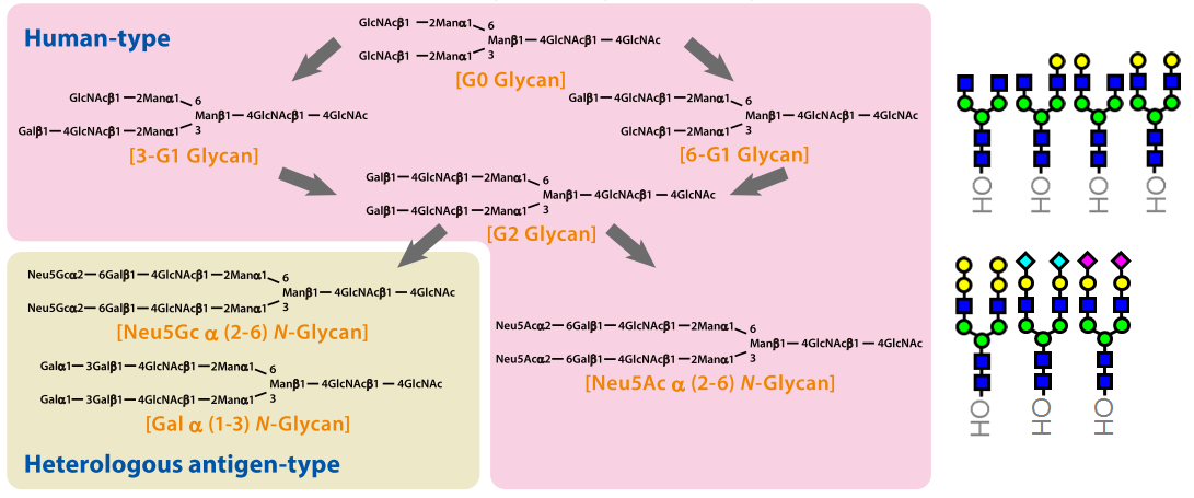 N-Glycan