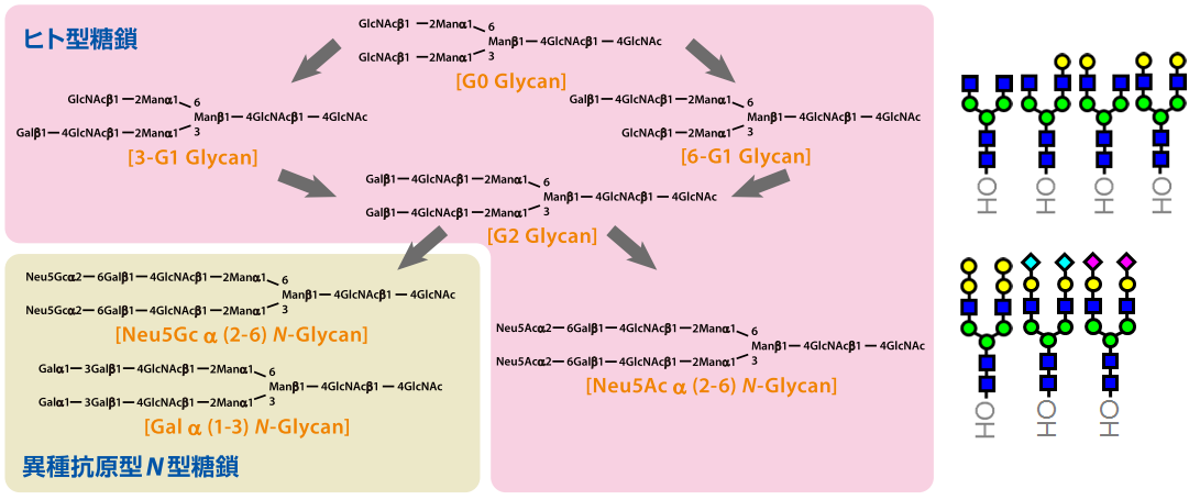 N型糖鎖