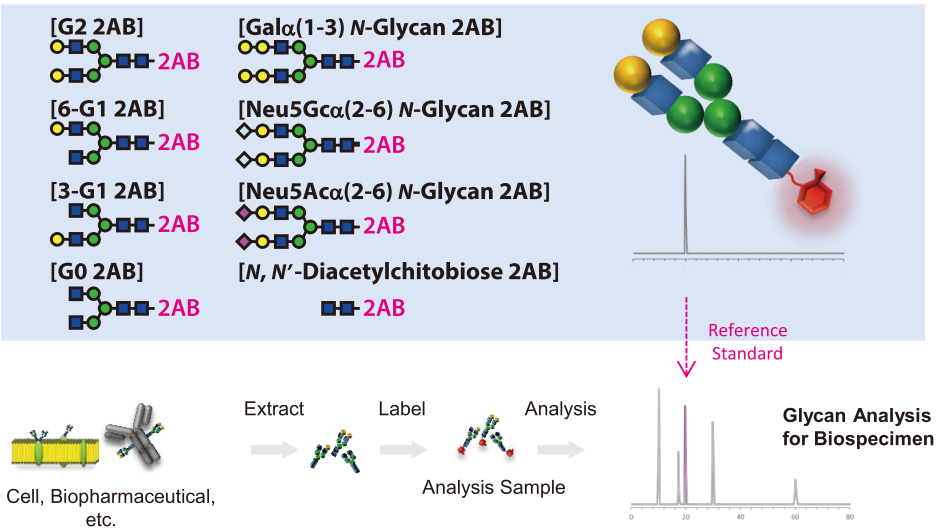 Labeled N-Glycan