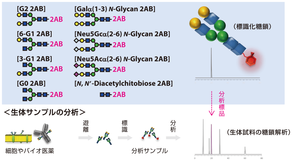 標識化N型糖鎖