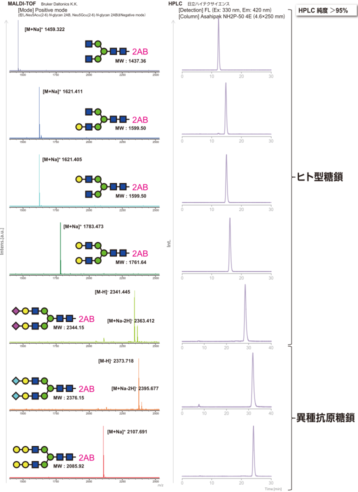 標識化N型糖鎖のMS/HPLC分析