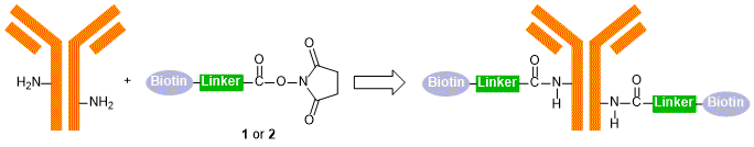 B6096,B6097