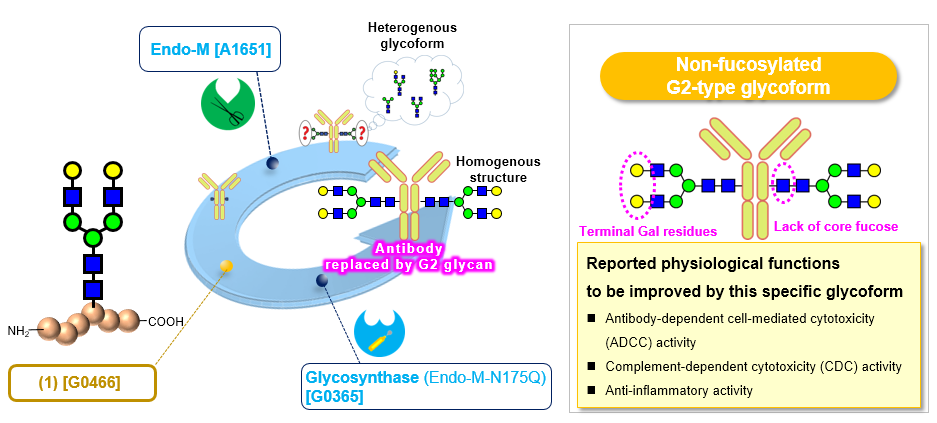 “Non-Fucosyl G2 N-Glycan” Expected as a High-Functional Glycoform for Therapeutic Antibody