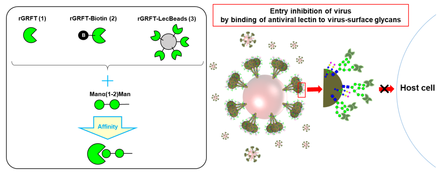 Recombinant Antiviral Lectin GRFT