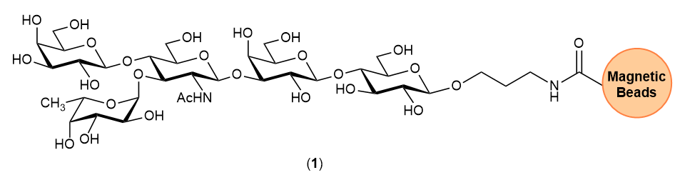 Carbohydrate-Conjugated Magnetic Beads