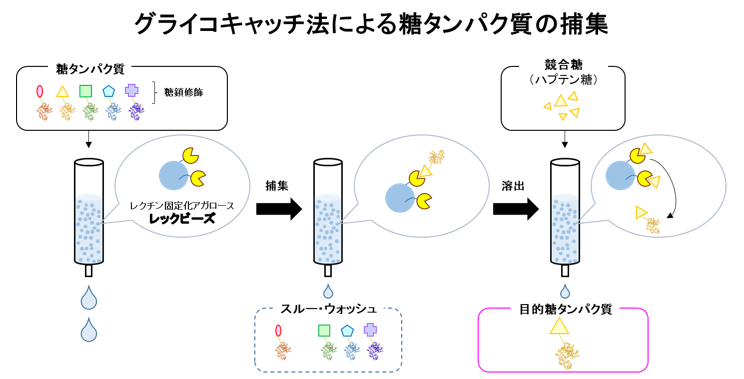 グライコキャッチ法による糖タンパク質の捕集