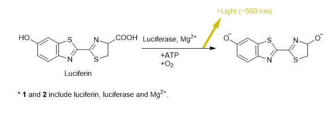 Measuring Relative Cell Number with Our ATP-Luciferase Assay Reagent