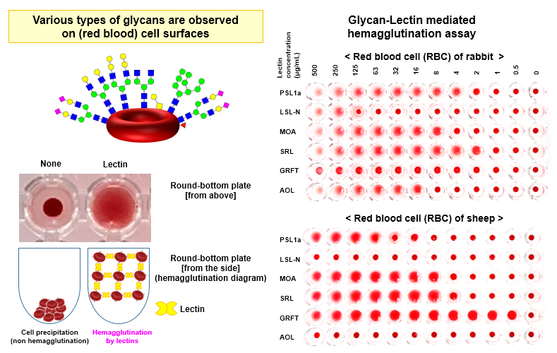 Hemagglutinin: Recombinant Lectins