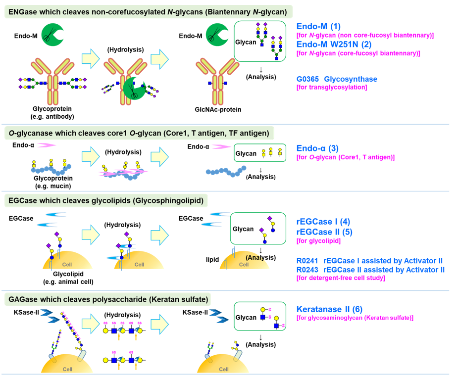 Endo-type Glycohydrolytic Enzymes Endoglycosidase