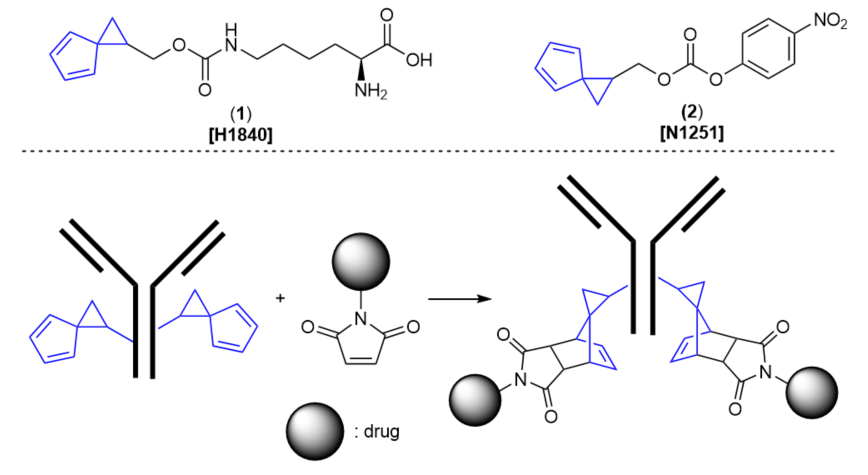 Spiroheptadiene Reagents to React with Maleimide to Modify Antibodies