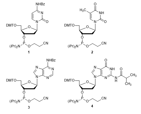 DNA Phosphoramidites for Oligonucleotide Synthesis