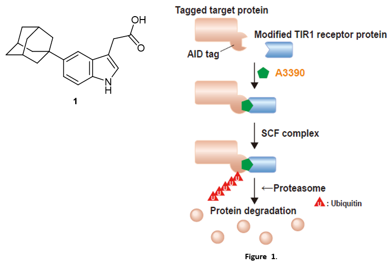 Synthetic Auxin with 1000-fold Stronger Binding Affinity than the Natural Auxin