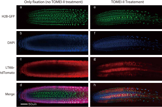 Optical sections images of root of Arabidopsis thaliana obtained using confocal microscope