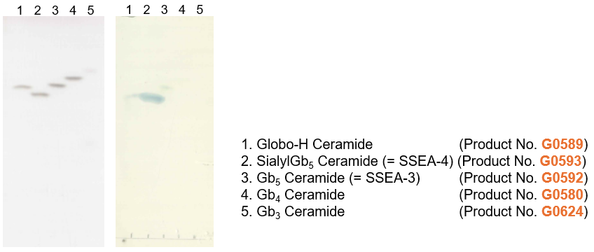 Detection of SSEA-4 ceramide by TCI-immunostaining method