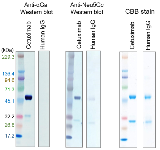 Detection of αGal / Neu5Gc glycans in therapeutic antibodies by immunoblotting