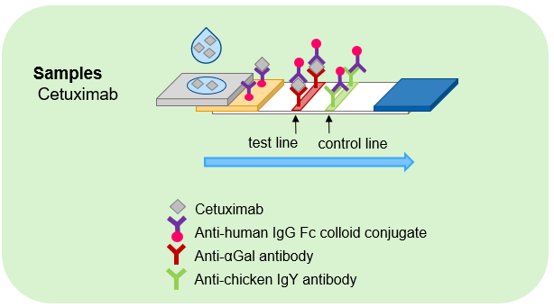 Schematic diagram of the immunochromatography assay