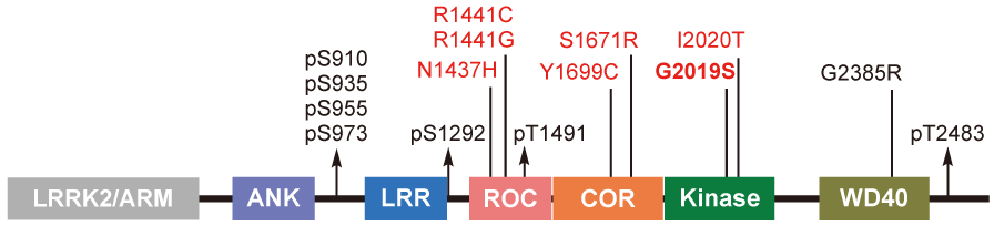 Leucine-Rich Repeat Kinase 2 (LRRK2) Inhibitors