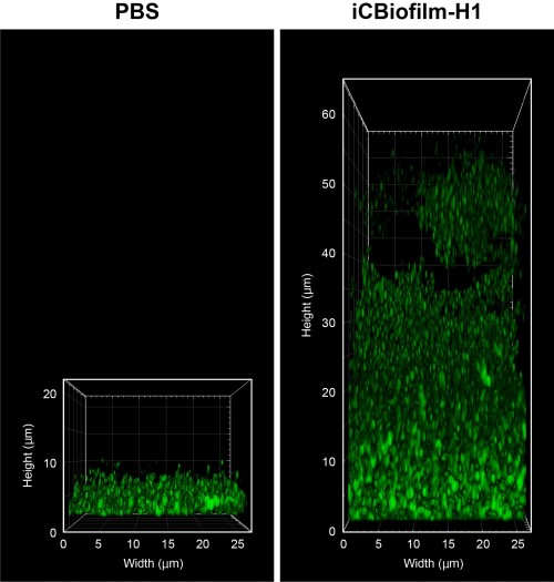 Optical observation images of MRSA after the addition of PBS or iCBiofilm-H1