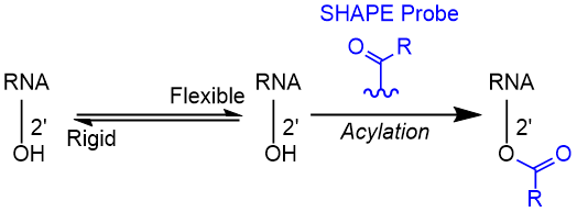 Selective 2'-Hydroxyl Acylation and Primer Extension of RNA