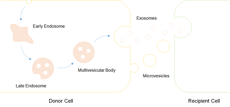 Exosome Generation